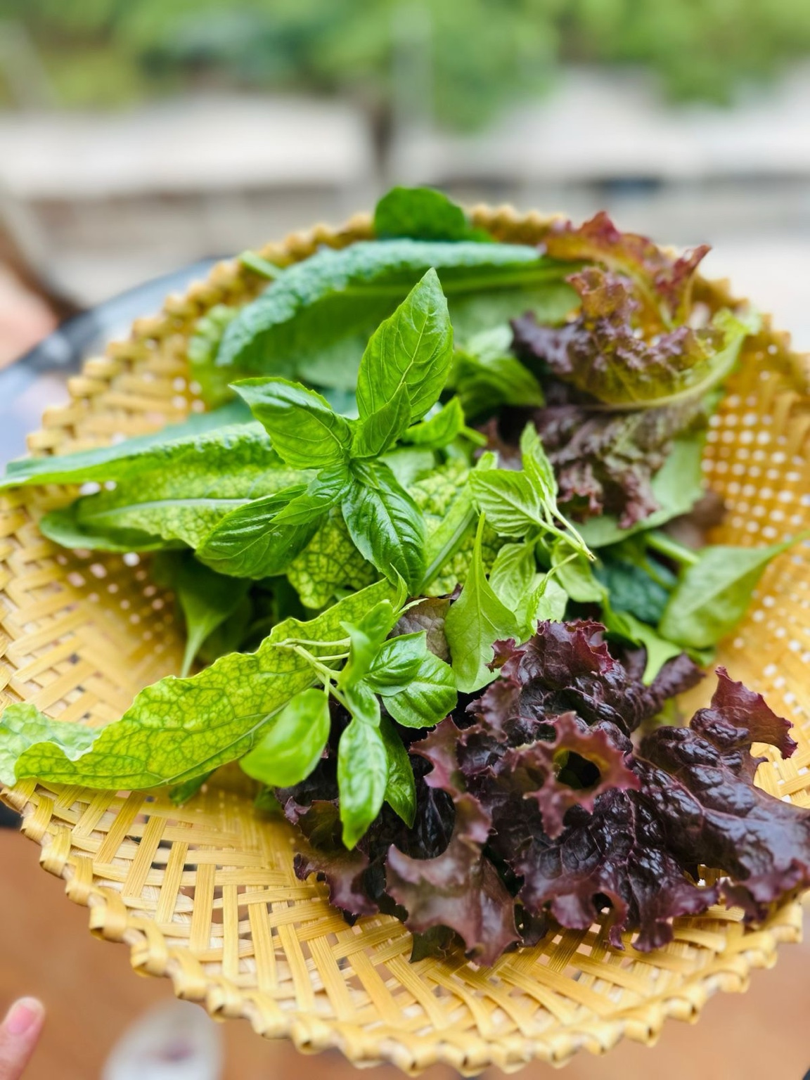 Freshly harvested greens