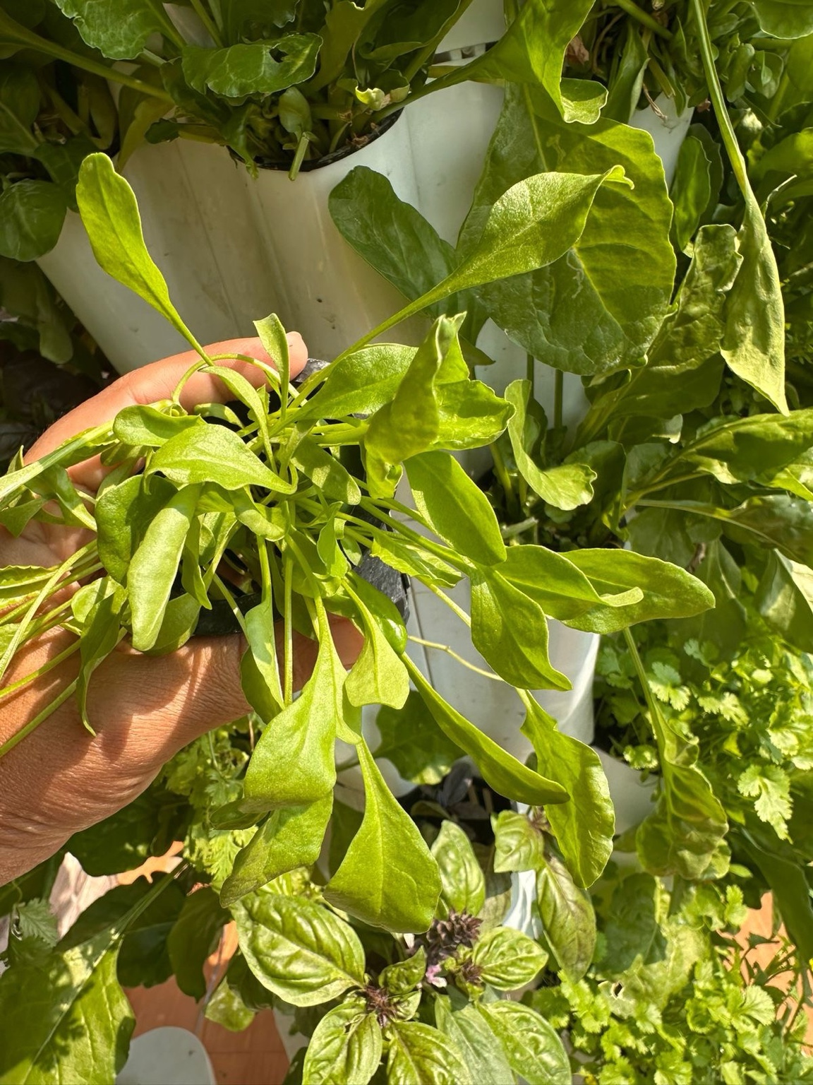 Fresh greens growing in a hydroponic tower